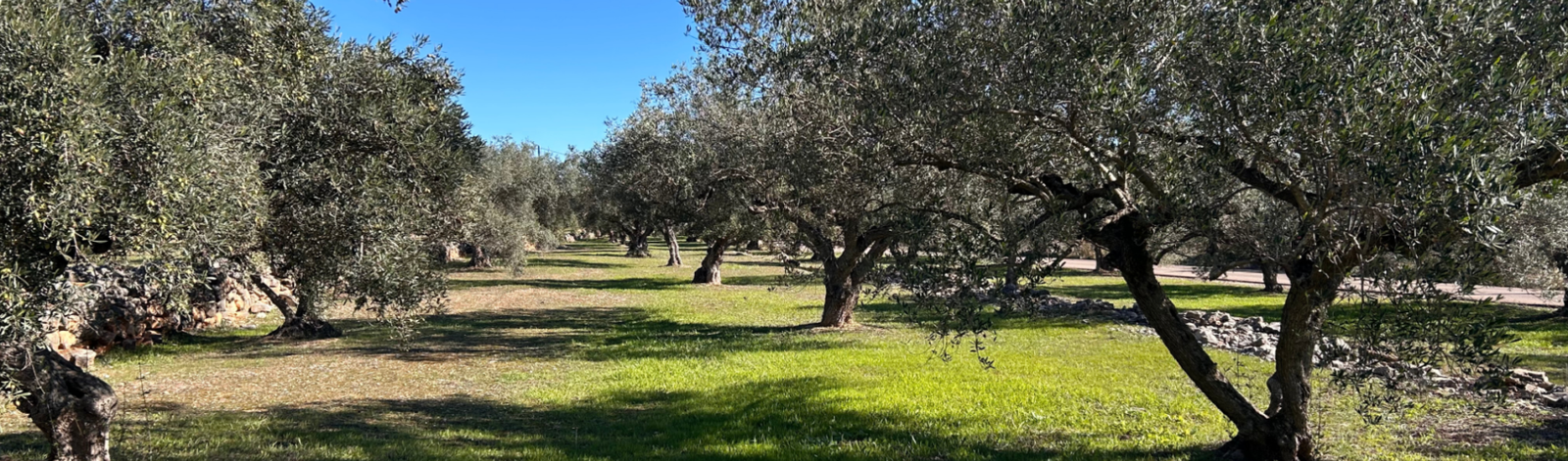 Campo de olivos
