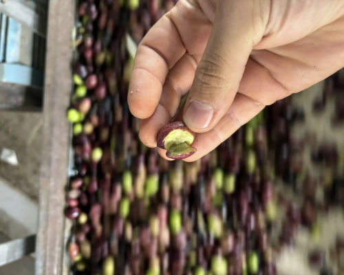 primer plano aceituna abierta