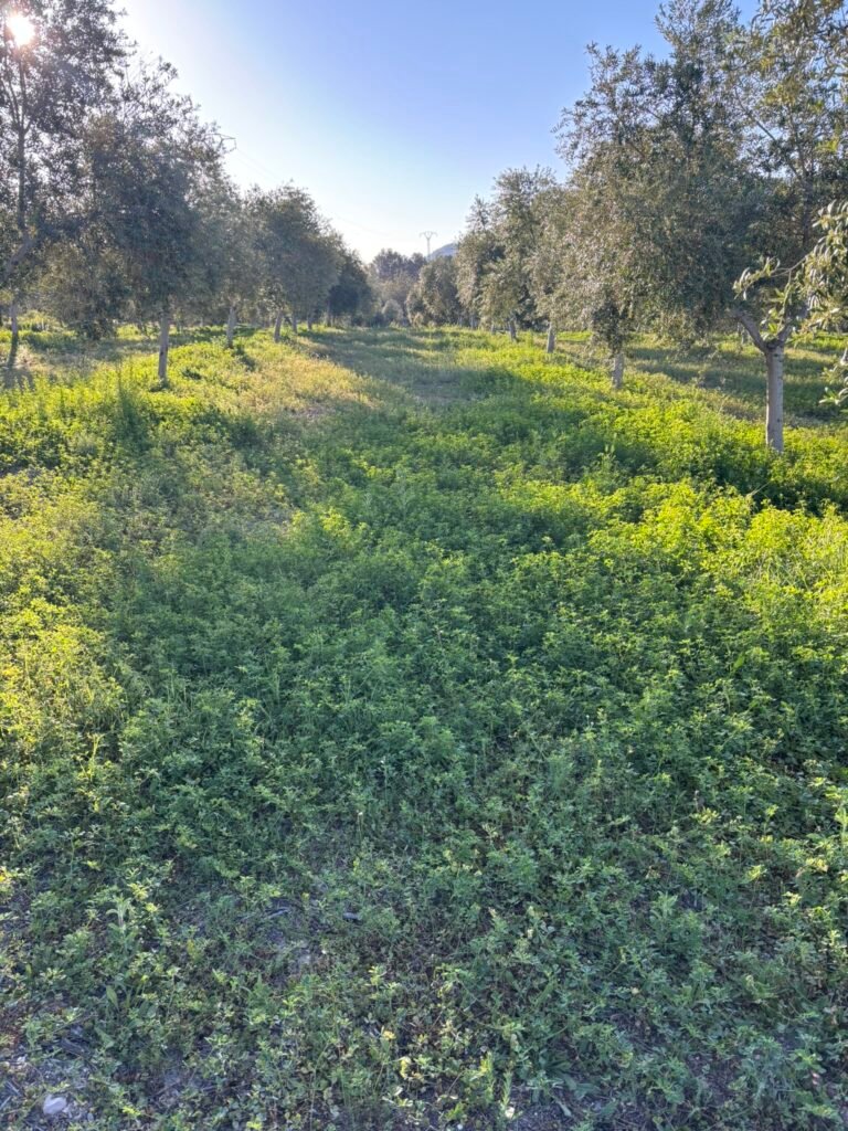 Campo de óliveras de Oro y Olivo