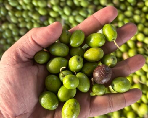 Primer plano aceitunas