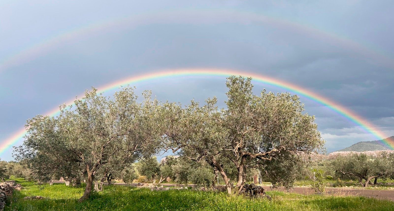 arco iris en campo de olivo